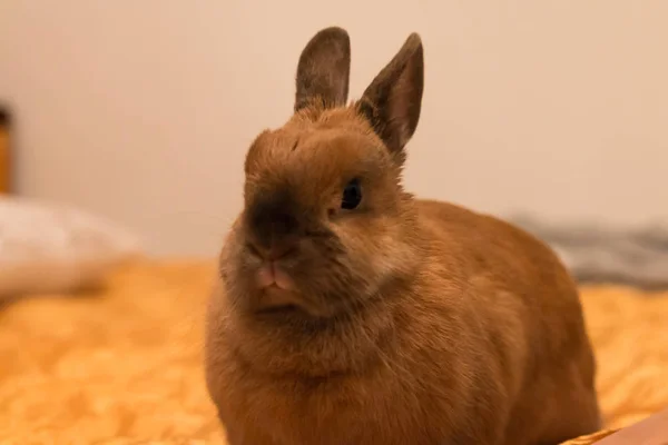 Ein kleines Kaninchen liegt auf dem Bett — Stockfoto