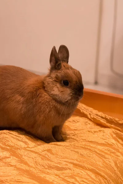 Un petit lapin couché sur le lit — Photo