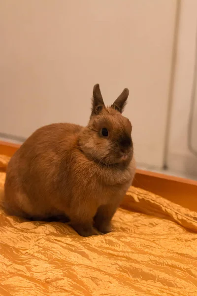 Un petit lapin couché sur le lit — Photo