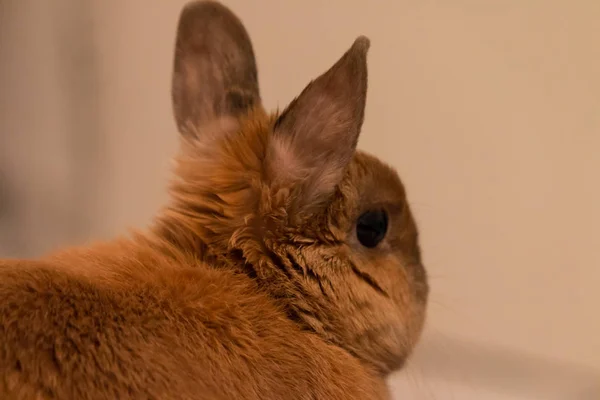 Un pequeño conejo bebé acostado en la cama — Foto de Stock