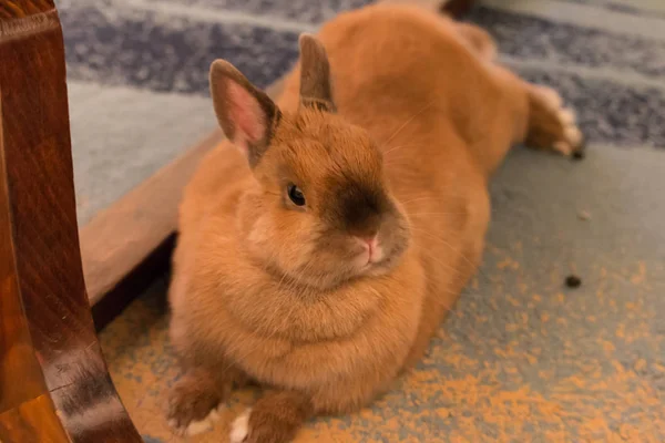 Un pequeño conejo bebé tirado en el suelo —  Fotos de Stock