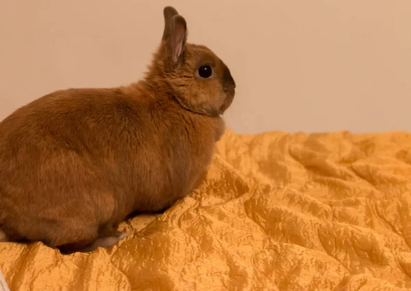 Un petit lapin couché sur le lit — Photo