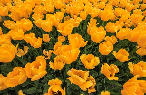Schöne gelbe Tulpen aus nächster Nähe an einem sonnigen Tag — Stockfoto