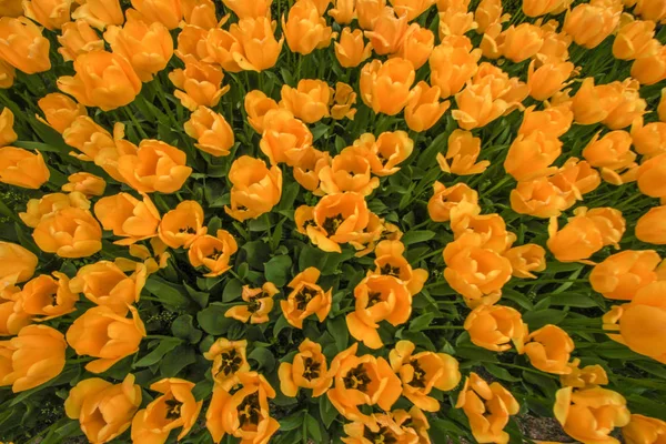 Schöne gelbe und orangefarbene Tulpen aus nächster Nähe an einem sonnigen Tag — Stockfoto