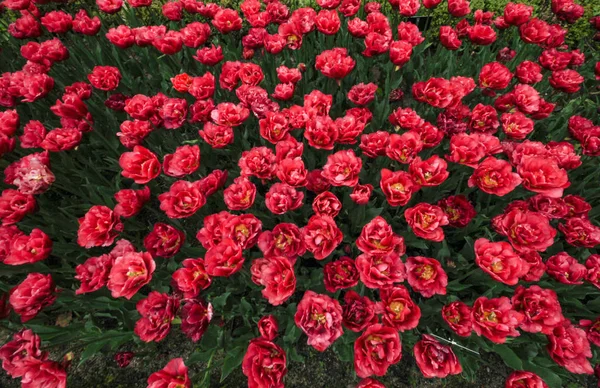 Schöne rote Tulpen aus nächster Nähe an einem sonnigen Tag — Stockfoto