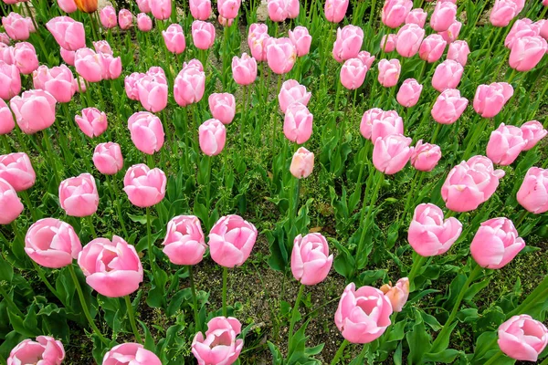 Schöne rosa Tulpen aus nächster Nähe an einem sonnigen Tag — Stockfoto