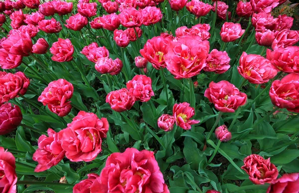 Hermosos tulipanes rosados se acercan en un día soleado — Foto de Stock