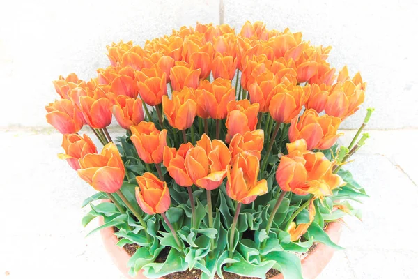 Schöne orangefarbene Tulpen aus nächster Nähe an einem sonnigen Tag — Stockfoto