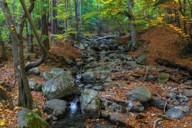 nehir dağ orman derin içinde