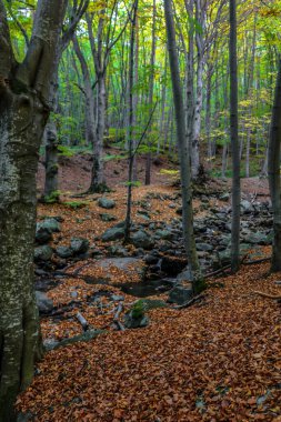 Sonbaharda çok güzel mistik bir orman. Turuncu ve kırmızı yapraklı ağaçlarla dolu renkli bir manzara..