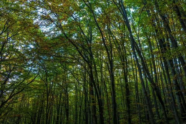 Paisagem Floresta Profunda — Fotografia de Stock