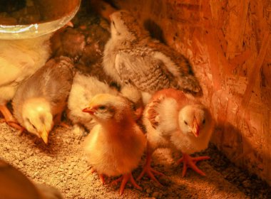 Bir grup küçük piliç toplanıyor.