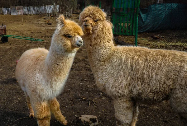 Due Simpatici Alpaca Bambino Nel Fienile Vicino — Foto Stock