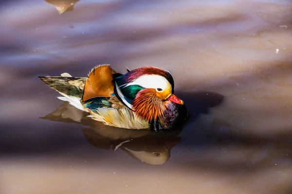 Мандаринская Утка Плавающая Спокойная Воде — стоковое фото