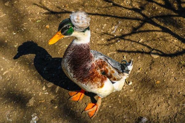 农场里一只漂亮的鸭子的照片 — 图库照片