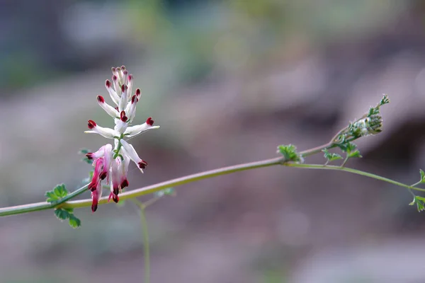 Blumen Garten — Stockfoto