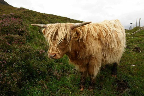 Highlands Cow Grazing Mountain — ストック写真