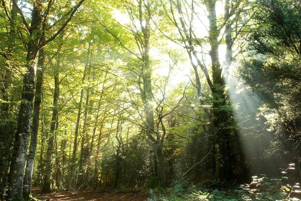 sunbeams entering the forest