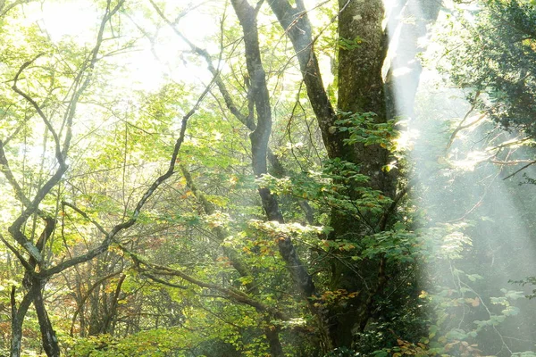 Ormana Giren Güneş Işınları — Stok fotoğraf