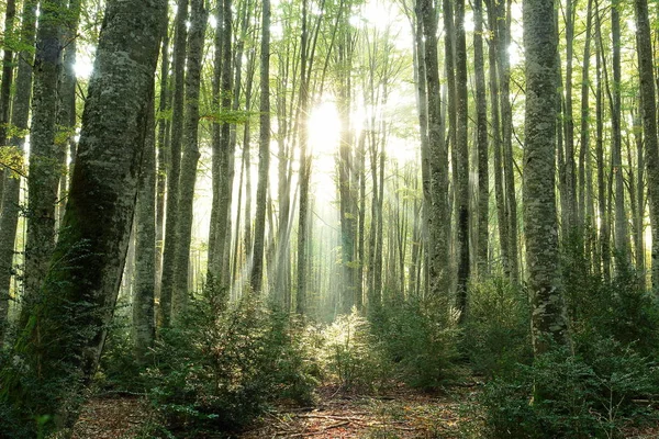 Solstrålar Skogen Spanien — Stockfoto