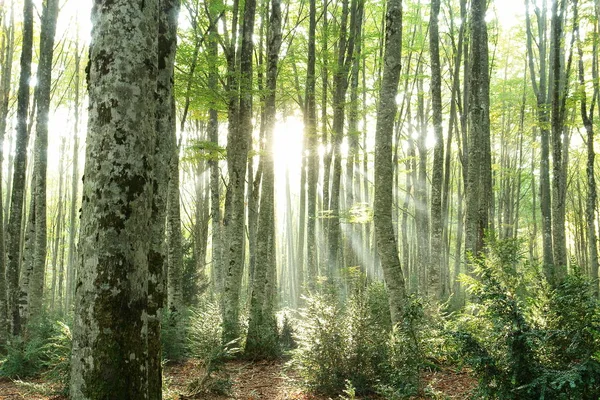 Napsugarak Erdőbe Spanyolország — Stock Fotó