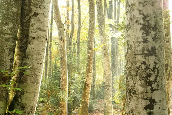 Spanya Ormanına Giren Güneş Işınları — Stok fotoğraf