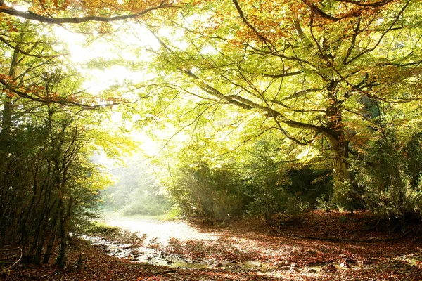 Spanya Ormanına Giren Güneş Işınları — Stok fotoğraf