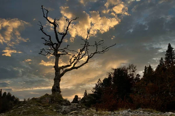 Suchý Strom Při Západu Slunce Španělsko — Stock fotografie