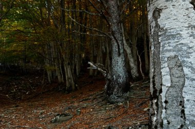 Sonbaharda Orman İspanyol Pireneleri                               