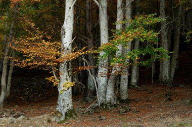 Sonbaharda Orman İspanyol Pireneleri                               