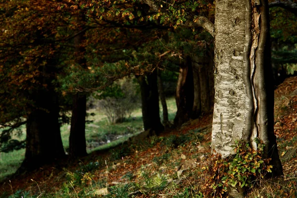 Sonbaharda Orman Spanyol Pireneleri — Stok fotoğraf