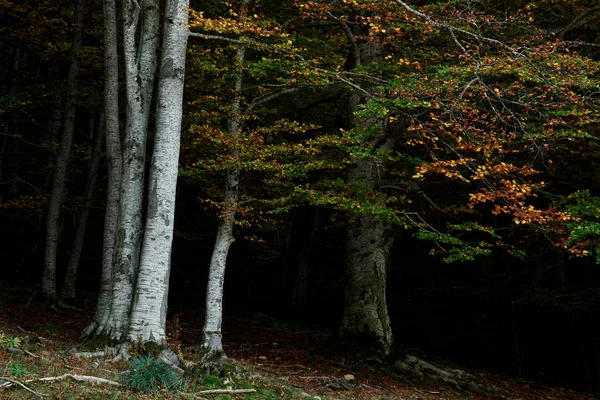 Les Podzim Španělské Pyreneje — Stock fotografie
