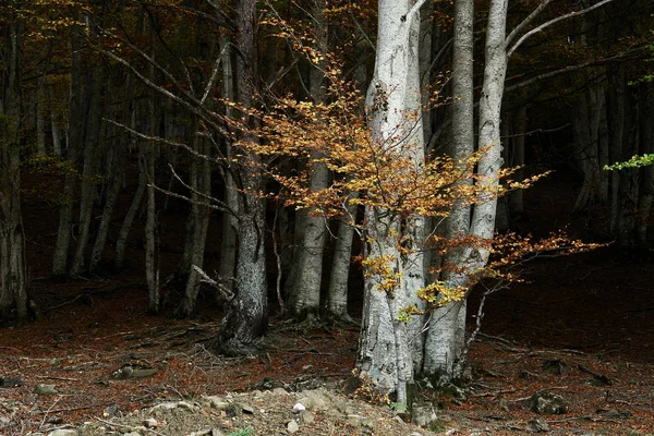 Foresta Autunno Pirenei Spagnoli — Foto Stock