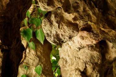  Pireneler 'in kayasındaki yapraklar                             