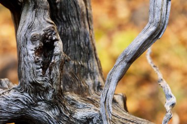  Ormanda ilginç şekiller                              