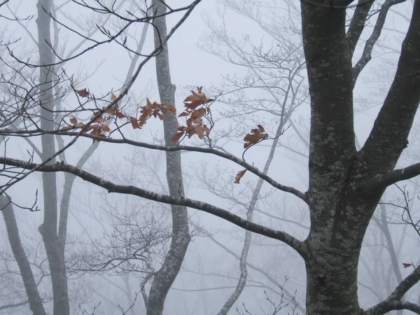 Feuilles Automne Dernier Espagne — Photo