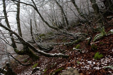 Ormanda biraz kar var.