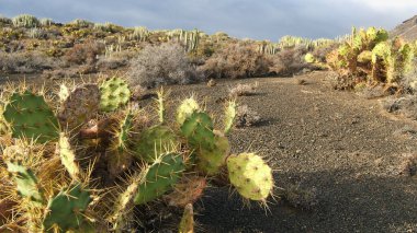 Kanarya Adalarında Kaktüs