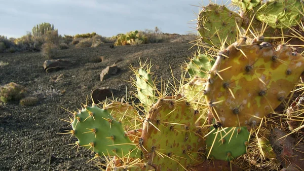 Cactus Dans Les Îles Canaries — Photo