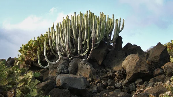 Cactus Dans Les Îles Canaries — Photo