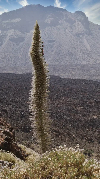 Plante Dans Désert Volcanique — Photo