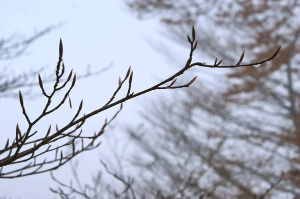 Branch Drop Water — Stock Photo, Image