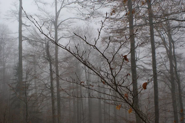 Forest End Autumn — Stock Photo, Image