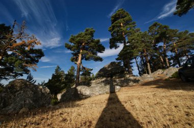 Dağdaki bir ağacın gölgesi