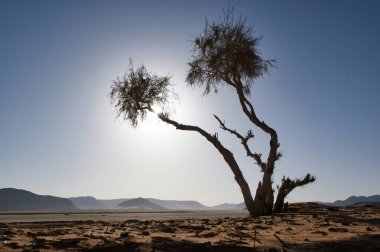 Ürdün çölünde bir ağaç