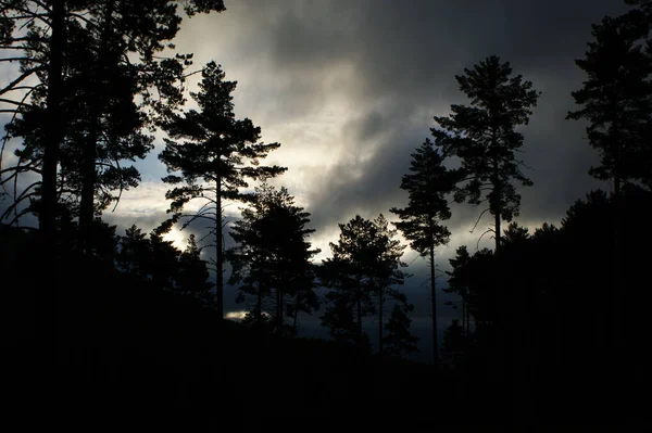 Bouřková Obloha Lese — Stock fotografie