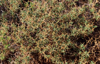 Dikenli çalı. Dokular. Geçmişi. Doğa