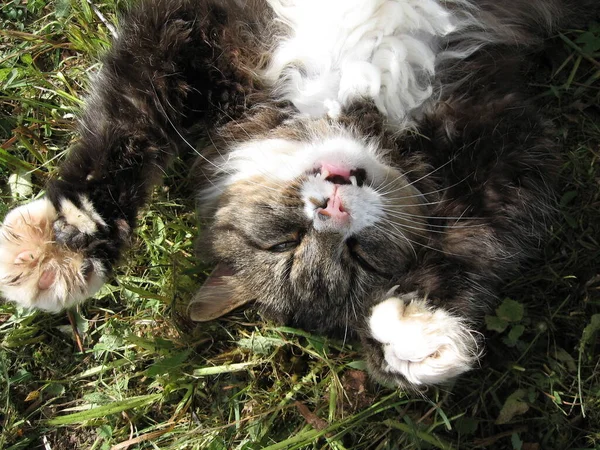 Fluffy brown cat, cat head closeup, sleeping on his back in summer on green grass
