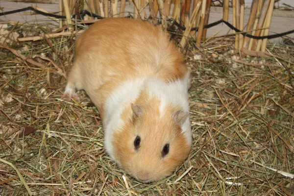 Yellow-white Guinea pig sitting in his house on the grass with the stems of reeds.