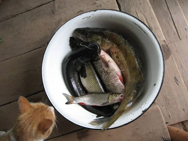 Still life with fresh fish in a bowl and a cat.